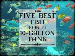 How big do goldfish get in a 10 gallon tank. 10 Best Fish For A 10 Gallon Tank Setup Pethelpful
