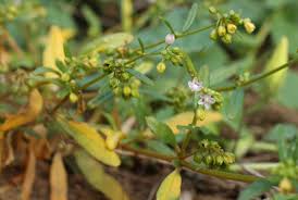 Image result for Gisekiaceae