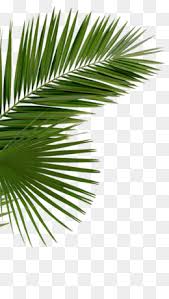 Download clker's palm tree clip art and related images now. Palm Branch Png Free Download Palm Trees