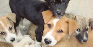 budte bditelny v tveri oruduyut moshenniki sobiraya dengi na nesushestvuyushij sobachij priyut sobaki budki priyut