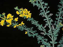 Genista Monspessulana Profile California Invasive Plant Council