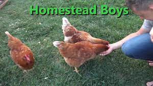 Jewett comments on a white heron. How Loud Are Chickens Youtube