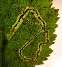 Image result for Stigmella confusella