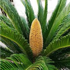 Image result for Cycas revoluta