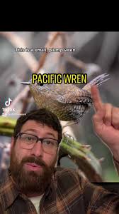 Pacific Wren: Bird of the Week
