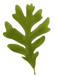 Image result for white oak leaf