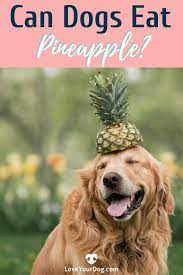 Can Dogs Eat Pineapple Fresh Dried Frozen Or Canned Can Dogs Eat Dog Eating Dog Diet