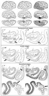 Pasukan pelaksanaan perakaunan akruan (pppa). View Of Neuropathology Of The Alzheimer S Continuum An Update Free Neuropathology
