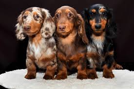 Top 9 Best Dachshund Breeders In Minnesota Mn State Dachworld Com