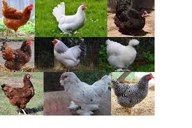 Interestingly, duck eggs could have been on our breakfast table rather than chickens eggs… but they did not do well kept in confined conditions like exhibition strains that have been closely bred are not usually selected for their egg laying performance. Top 9 Best Laying Chickens That You Ll Get More Eggs