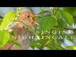 Birds Chirping In The Morning Meme Nightingale Song Chirping And Singing Bird In The Spring Morning Youtube In 2020 Nightingale Singing Bird Cool Pictures Of Nature