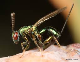 Image result for Dicoma galpinii