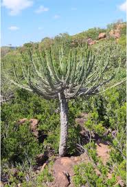 Image result for Chorisochora transvaalensis