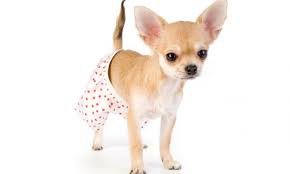 Pin En Mascotas