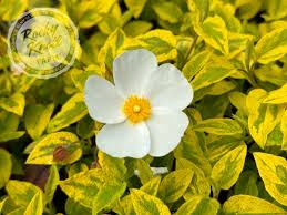 Image result for Cissus guerkeana