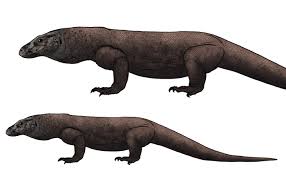 Komodo dragons are carnivores, meaning they eat meat. Sketchbook Original How To Draw Lizards Monika Zagrobelna