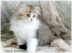 This cattery is home to cfa registered persians and himalayans that. Tips From A Persian Cat Breeder Lovetoknow