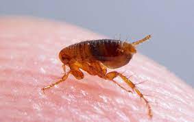 They will deal with rodents, beetles, termites, wasps, mosquitoes, roaches, bed bugs, termites, and fleas. Flea Control Pest Control Services In Katy Tx