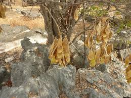 Image result for Dalbergia bracteolata