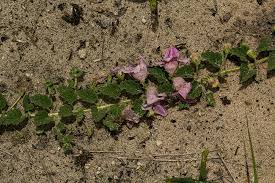 Image result for Dicerocaryum eriocarpum