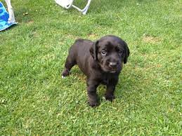 Chocolate labs are great family dogs. Beagador Beagle Labrador Mix Info Temperament Puppies Pictures