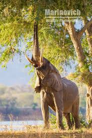 Elephant Feeding In The Mana Pools National Park Zimbabwe See More Of My Work At Www Wmarinovich Com Save The Elephants Wildlife Nature Wildlife Photography