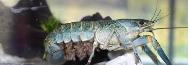 Karena banyaknya pilihan produk lobster air tawar konsumsi yang tersedia di tokopedia mulai dari variasi rasa hingga kemasan, kamu bisa bebas memilih bahkan memilih harga yang diurutkan. Rahasia Budidaya Lobster Air Tawar Di Kolam Terpal Untung Miliaran Sipendik