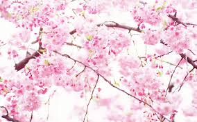 Pink and white flowers on tree. Pink And White Flower Wallpapers Top Free Pink And White Flower Backgrounds Wallpaperaccess