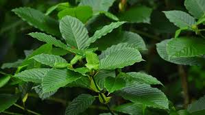 ต้นกระท่อมนั้นมีอยู่หลายพันธุ์ เช่น ก้านขาว, ก้านแดง, แมงดา, แตงกวา แต่ที่นิยมปลูกกันมากในทางตอนใต้คือ แมงดา เพราะมีใบใหญ่. Zrig5yrnjclvmm