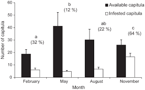 Image result for Senecio polyanthemoides
