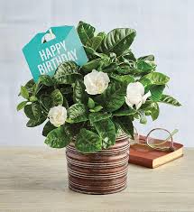 We did not find results for: Birthday Flowers Plants Birthday Flower Delivery Harry David
