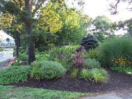 Pin By Gloria Bashnan On Garden And Landscape Pine Garden Grasses Landscaping Garden Services