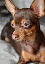 Photos Span Le Ratier De Prague Un Petit Chien De Race Rare Span Ratier De Prague Races De Chiens Petit Chien