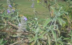 Image result for Anisosepalum alboviolaceum