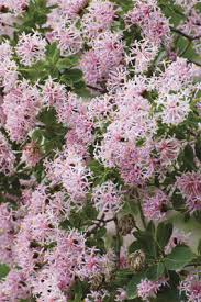 Image result for Dais cotinifolia
