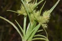 Image result for Cyperus squarrosus