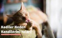 Kediler Regl Olur Mu Kedi Rehberi