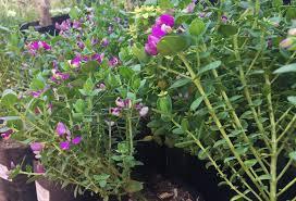 Image result for Polygala petitiana