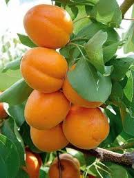 Sebbata Adli Kullanicinin Obst Panosundaki Pin 2020 Meyve Bahcesi Meyve Agaclari Bitki
