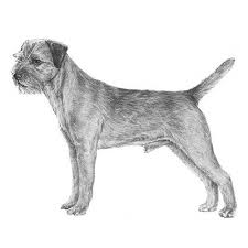 The cost to buy a border terrier varies greatly and depends on many factors such as the breeders' location, reputation, litter size, lineage of the puppy, breed popularity (supply and demand), training, socialization efforts, breed lines and much more. Border Terrier Dog Breed Information