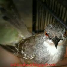 Tak heran jika suara ciblek sering dijadikan sebagai masteran atau isian burung kicau lainnya. Ciblek Kristal Gacor Ciblek Kristal Jantan Dan Betina Tips Memilih Ciblek Dan Kedua Ciblek Ini Sangat Cocok Di Gunakan Untuk Burung Masteran Karena Suaranya