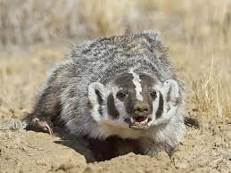 American Badger Taxidea Taxus Animals Friends Zoo Animals Cute Animals