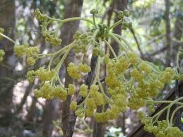Image result for Gyrocarpus