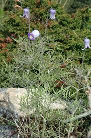 Image result for Clematis hirsuta