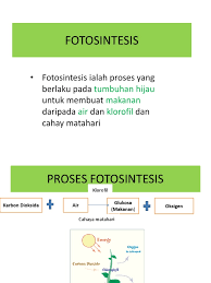 Dalam reaksi yang bergantung pada cahaya ini, sejumlah energi digunakan untuk melepaskan elektron dari. Fotosintesis