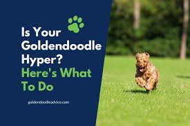 I have had a couple like this. Is Your Goldendoodle Hyper Here S What To Do