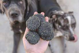 When And How To Use Activated Charcoal For Dogs