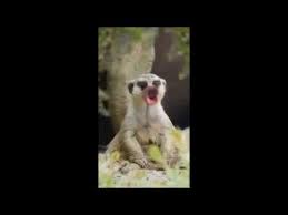 Video Divertente Di Buongiorno Youtube Divertente Buongiorno Divertente Video Divertenti