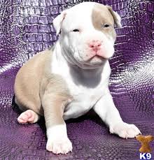There are champagne pitbull puppies, red nose pitbull puppies, blue pit bull puppies, lilac. American Pit Bull Puppy For Sale Prince Champagne White Colored Puppies For Sal 5 Years Old