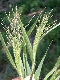 Image result for Panicum brevifolium